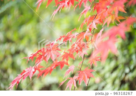 秋、紅葉するモミジの枝垂れ 秋、紅葉するモミジの枝垂れ 96318267