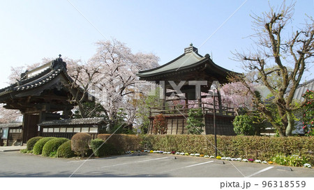 桜が咲く浄光寺の山門と鐘楼／埼玉県東松山市 96318559