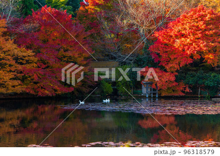 古都京都の秋 世界遺産 紅葉の龍安寺 鏡容池とアヒル 古都京都の秋 世界遺産 紅葉の龍安寺 鏡容池とアヒル 96318579