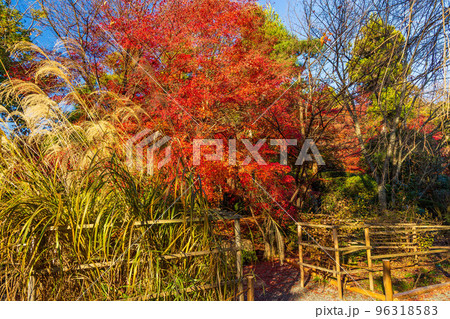 古都京都の秋　世界遺産　紅葉の龍安寺 96318583