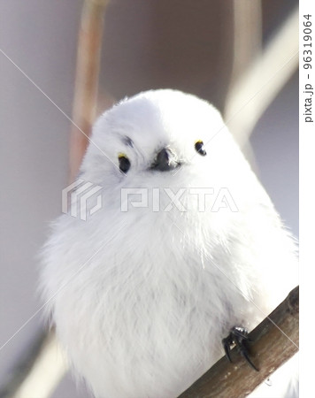 北海道に生息の可愛いシマエナガ 北海道に生息の可愛いシマエナガ 96319064