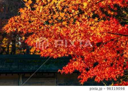 古都京都の秋 世界遺産 紅葉の龍安寺 石庭 古都京都の秋 世界遺産 紅葉の龍安寺 石庭 96319098