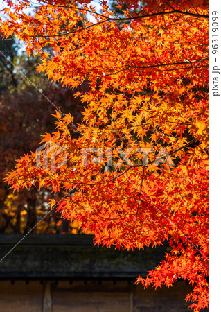古都京都の秋 世界遺産 紅葉の龍安寺 石庭 古都京都の秋 世界遺産 紅葉の龍安寺 石庭 96319099
