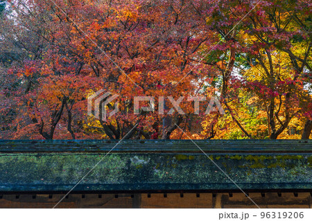 古都京都の秋 世界遺産 紅葉の龍安寺 石庭 古都京都の秋 世界遺産 紅葉の龍安寺 石庭 96319206