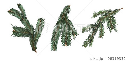 a set of spruce branches. three spruce branches. green branches with needles 96319332