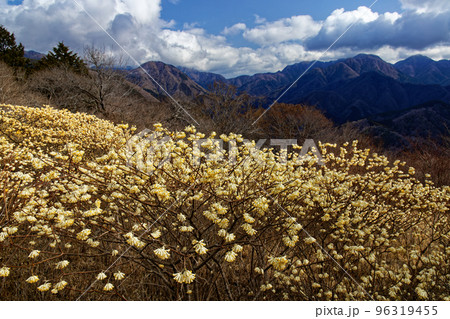 丹沢山地・権現山稜線のミツマタ群落と檜洞丸の山並み 96319455