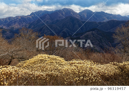 丹沢山地・権現山稜線のミツマタ群落と檜洞丸の山並み 96319457