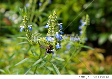 ボッグセージとクマバチ 96319648