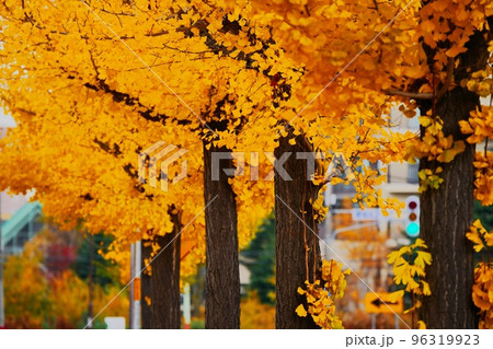 晩秋のイチョウ並木 96319923