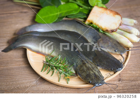 catfish on plate, fresh raw catfish freshwater fish, catfish for cooking food, fish with ingredients herb rosemary on wooden background 96320258