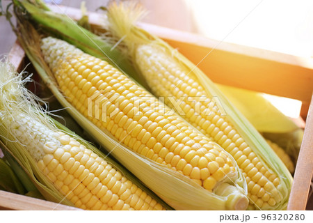 Corn on the cob, sweet corn for cooking food, fresh corn on wooden box, harvest ripe corn organic - top view Corn on the cob, sweet corn for cooking food, fresh corn on wooden box, harvest ripe corn organic - top view 96320280