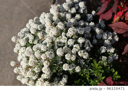 日本の秋の庭に咲く白いアリッサムの花 日本の秋の庭に咲く白いアリッサムの花 96320471
