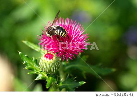 アザミとトモンハナバチ アザミとトモンハナバチ 96320543