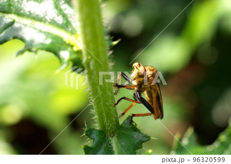 アオメアブ 96320599