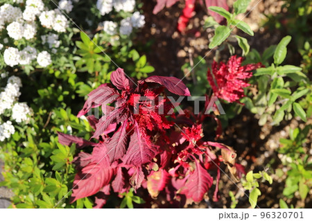 日本の秋の庭に咲く白いアリッサムの花と赤い鶏頭の花 日本の秋の庭に咲く白いアリッサムの花と赤い鶏頭の花 96320701