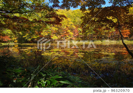 矢の原湿原の紅葉 96320970