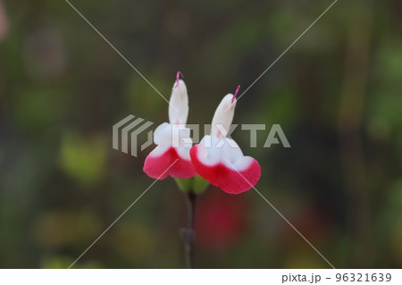 日本の秋の庭に咲くサルビア・ミクロフィラ（チェリーセージ）の花 96321639