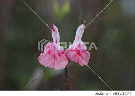 日本の秋の庭に咲くサルビア・ミクロフィラ（チェリーセージ）の花 96321777