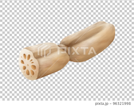 つながっている蓮根のリアルな水彩イラスト 96321998