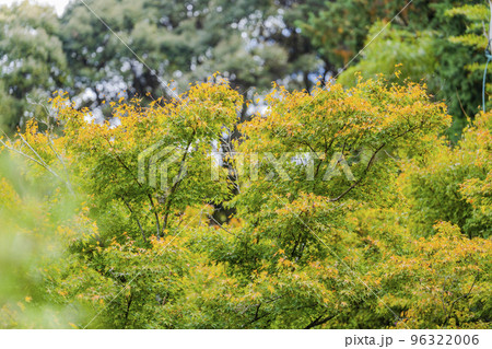 秋の御寺泉涌寺　別院　雲龍院　庭園　京都府京都市 96322006