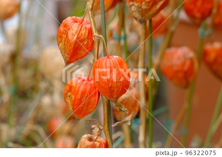 ホオズキの実 ホオズキの実 96322075