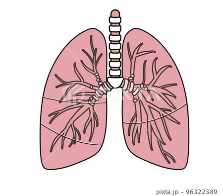 肺 肺 96322389