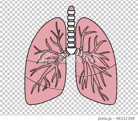 肺 肺 96322389
