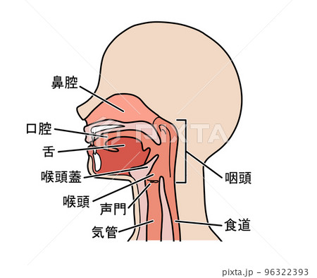 喉の断面図（文字あり） 96322393