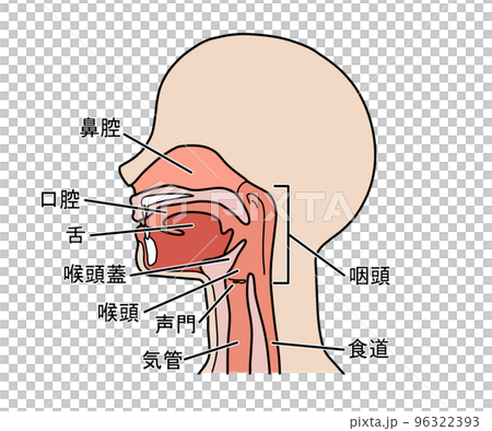 喉の断面図（文字あり） 96322393