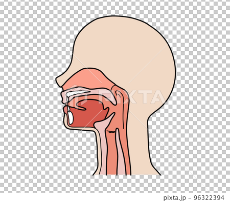 喉の断面図（文字なし） 96322394