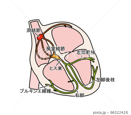 刺激伝導系 96322428