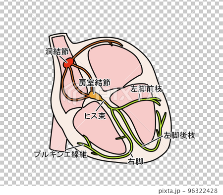刺激伝導系 96322428