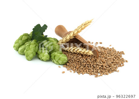 Hop cones and wheat grain over white background Hop cones and wheat grain over white background 96322697