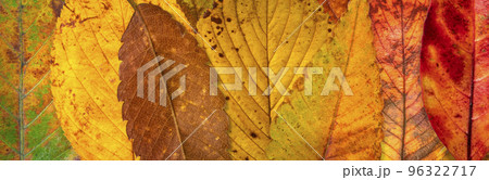 紅葉した落ち葉の背景テクスチャー 96322717