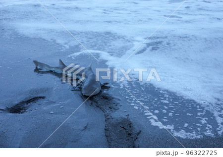 サーフで釣れたサメ 96322725