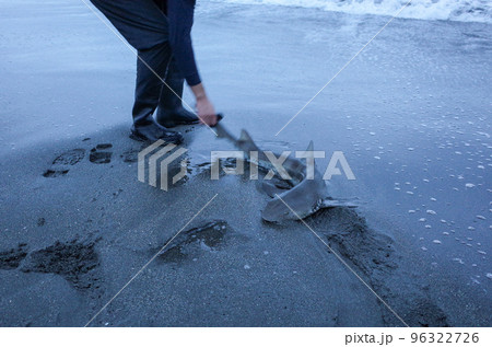 サーフで釣れたサメ サーフで釣れたサメ 96322726