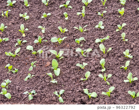 Lettuce and red cabbage plants on a vegetable garden ground. vitamins healthy biological homegrown spring Lettuce and red cabbage plants on a vegetable garden ground. vitamins healthy biological homegrown spring 96322792