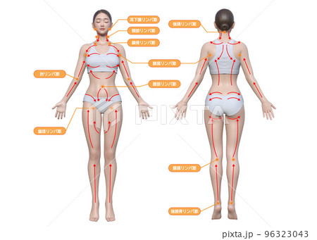 リンパの流れ マッサージ施術部位 ナチュラルな日本人3Dモデル女性の全身正面と後ろ姿のイラストセットのイラスト素材 [96323043] - PIXTA