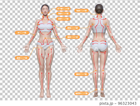 Lymphatic flow, massage treatment area, natural Japanese 3D model woman, full body front and back illustration set 96323043