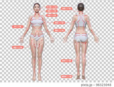 女性淋巴按摩解說 |全身治療插圖展示淋巴流動（正面和背面） 96323048