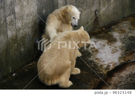 じゃれあうホッキョクグマの兄弟 96323148