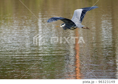 青鷺 heron / Japan 96323149