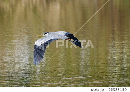 青鷺 heron / Japan 青鷺 heron / Japan 96323150