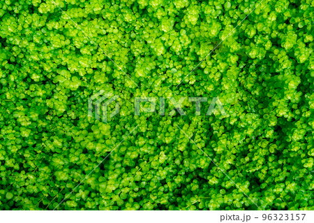 Full frame green leaves in garden. Dense green leaves with beauty pattern texture background. Green leaves for net zero carbon emissions concept. Green wallpaper. Top view ornamental plant in garden. 96323157