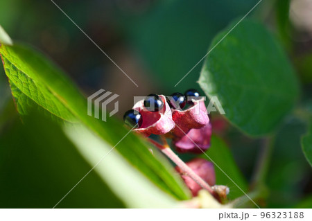 タンキリマメ タンキリマメ 96323188