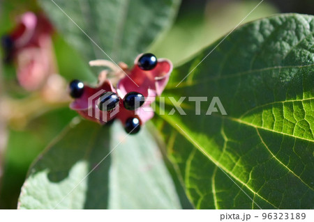 タンキリマメ 96323189