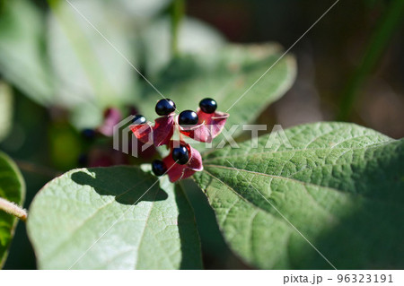 タンキリマメ タンキリマメ 96323191