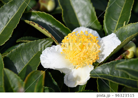 お茶の花 96323515