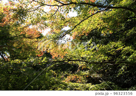 佐賀県有田町　竜門峡キャンプ場周辺の風景 96323556