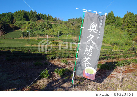 大子町　奥久慈茶の畑 96323751